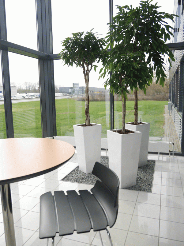 lys kontorindretning hos Dansk Revision med sort stol, rundt bord og store hvide potteplanter